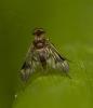 Chrysopilus sp.